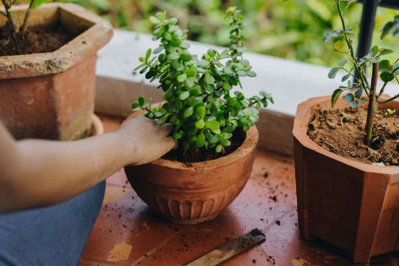 Zwarte peper voor jadeplanten:stimuleer groei en gezondheid | Deskundige tuiniertips 