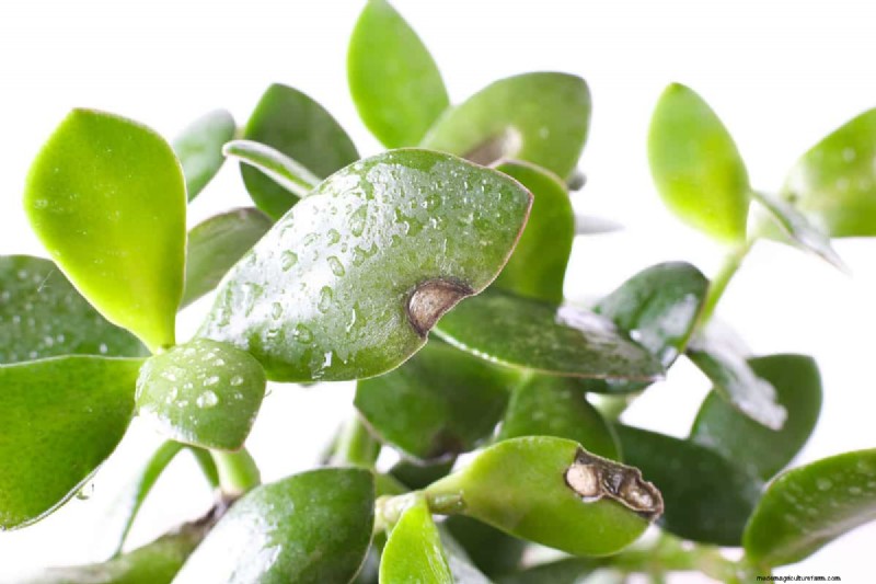 Zwarte peper voor jadeplanten:stimuleer groei en gezondheid | Deskundige tuiniertips 