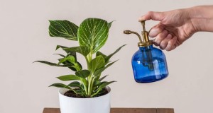 観葉植物の手入れ:霧吹きと湿度を上げることの利点 