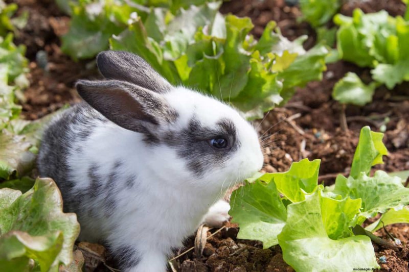 Bescherm uw tuin:8 effectieve afschrikmiddelen en preventiestrategieën voor konijnen 