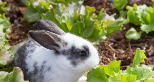 Schützen Sie Ihren Garten:8 wirksame Kaninchenabschreckungs- und Präventionsstrategien 