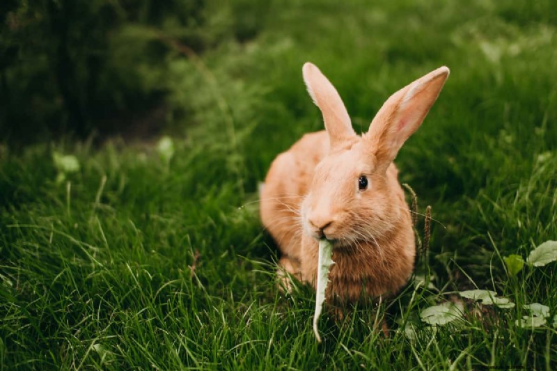 Bescherm uw tuin:8 effectieve afschrikmiddelen en preventiestrategieën voor konijnen 