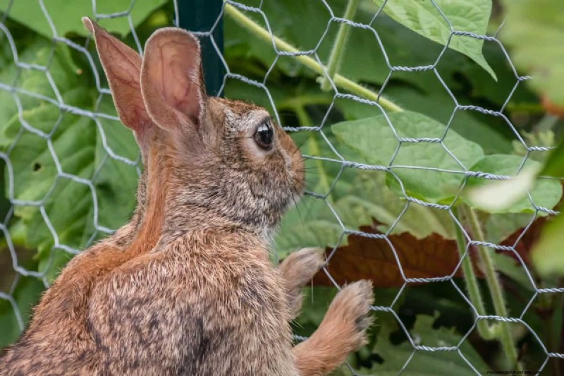 Bescherm uw tuin:8 effectieve afschrikmiddelen en preventiestrategieën voor konijnen 