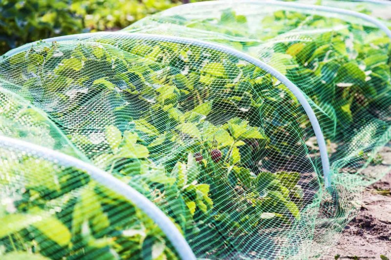 Bescherm uw tuin:8 effectieve afschrikmiddelen en preventiestrategieën voor konijnen 