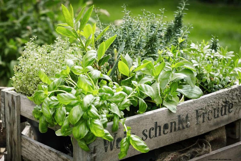 Bescherm uw tuin:8 effectieve afschrikmiddelen en preventiestrategieën voor konijnen 