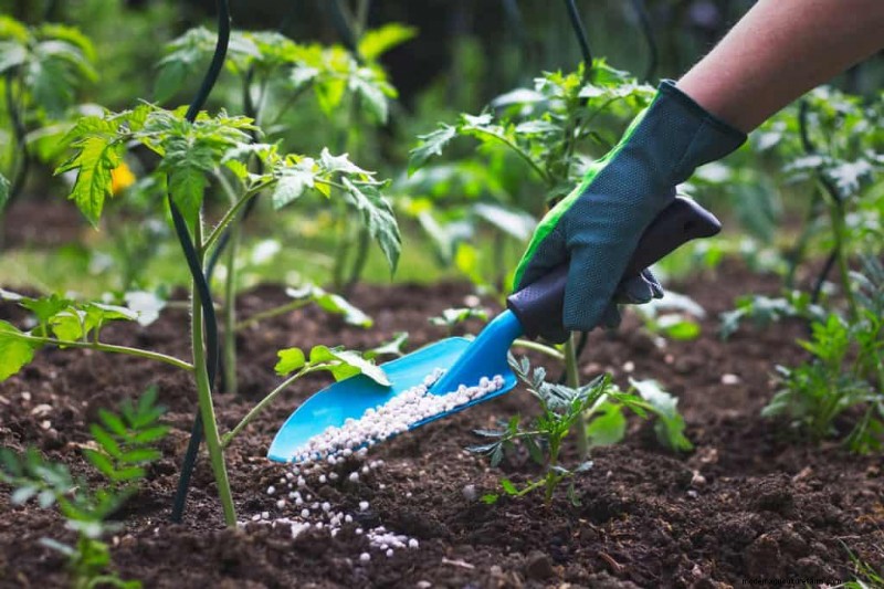 Latte come fertilizzante:vantaggi e svantaggi per il terreno del giardino 