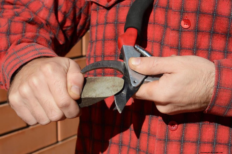 庭鋏を研ぐ:最適な切断のための効果的な DIY 方法 
