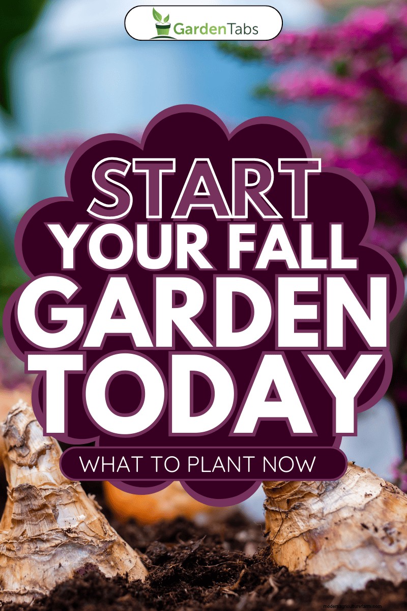 Herfstplantgids:wat u nu moet planten voor een overvloedige oogst 