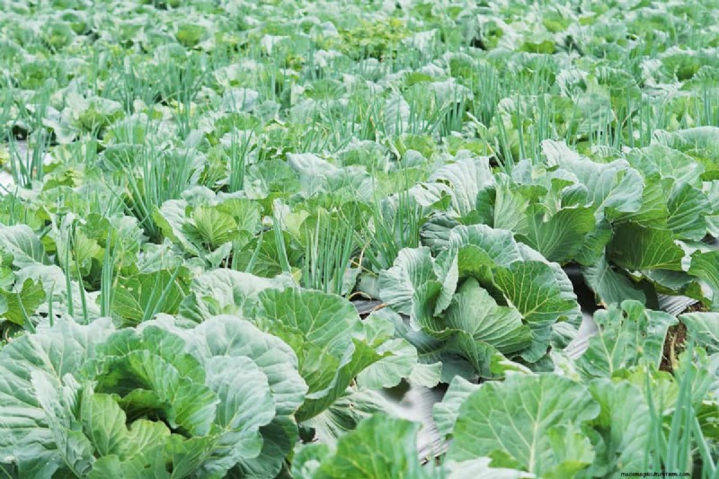 Herfstplantgids:wat u nu moet planten voor een overvloedige oogst 