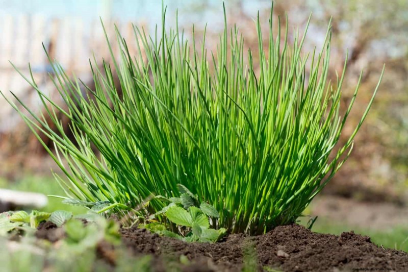 Herfstplantgids:wat u nu moet planten voor een overvloedige oogst 