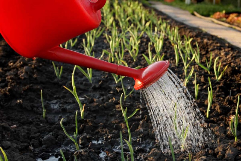 Herfstplantgids:wat u nu moet planten voor een overvloedige oogst 