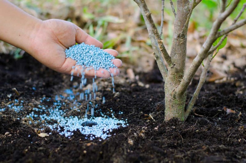 Herfstplantgids:wat u nu moet planten voor een overvloedige oogst 