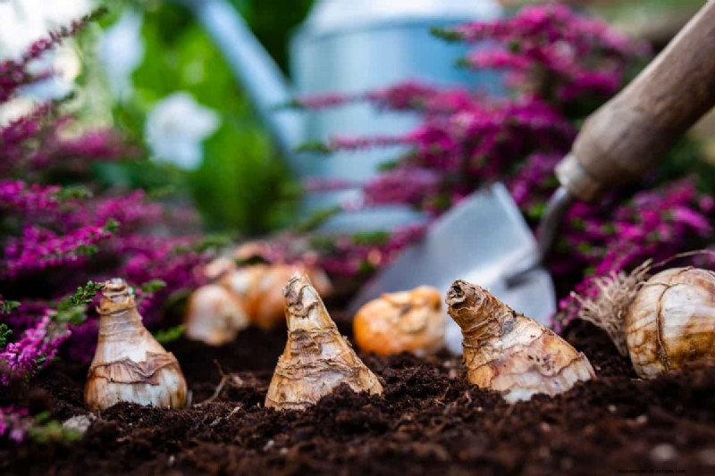 Herfstplantgids:wat u nu moet planten voor een overvloedige oogst 