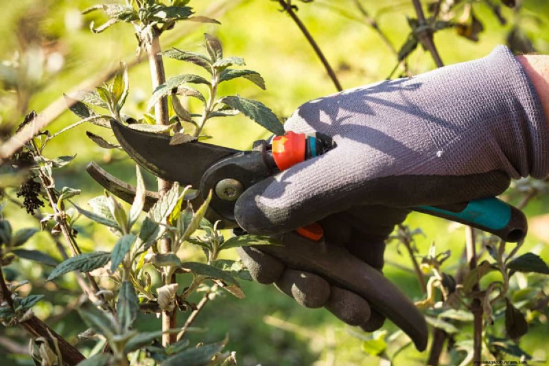 Snoeien van parapluplanten:een stapsgewijze handleiding voor een gezonde groei 
