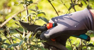 Snoeien van parapluplanten:een stapsgewijze handleiding voor een gezonde groei 