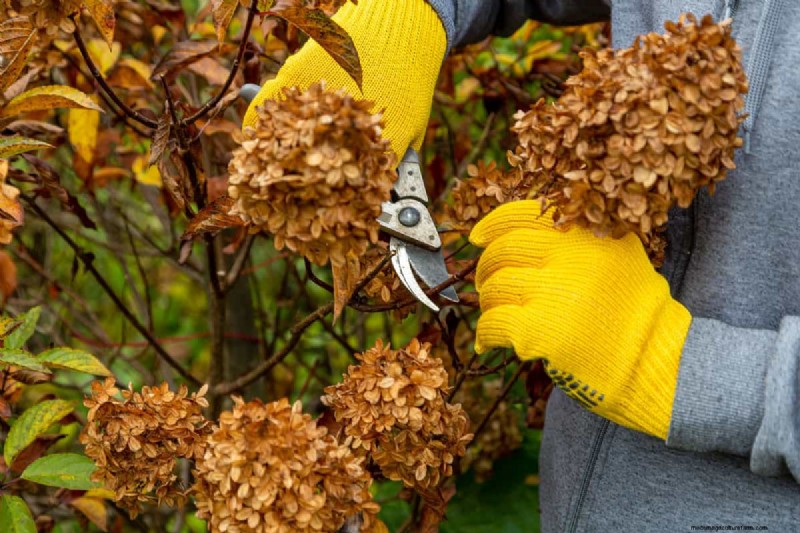Snoeien van parapluplanten:een stapsgewijze handleiding voor een gezonde groei 
