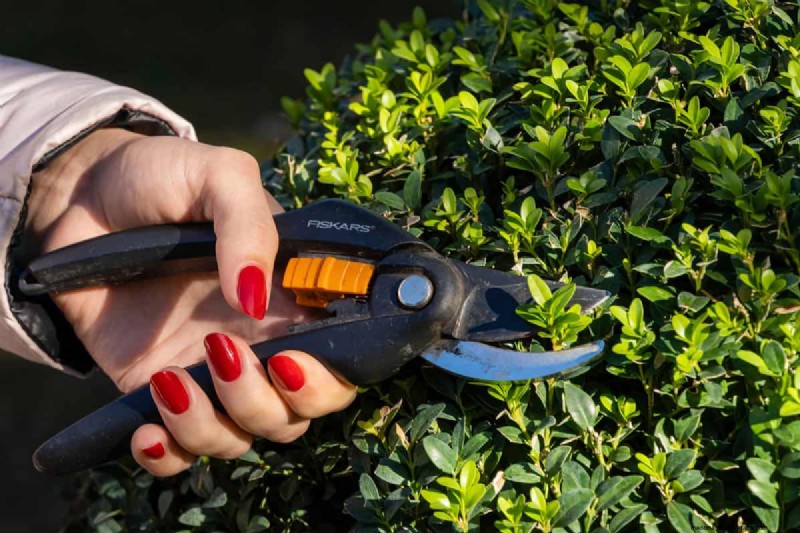 Snoeien van parapluplanten:een stapsgewijze handleiding voor een gezonde groei 