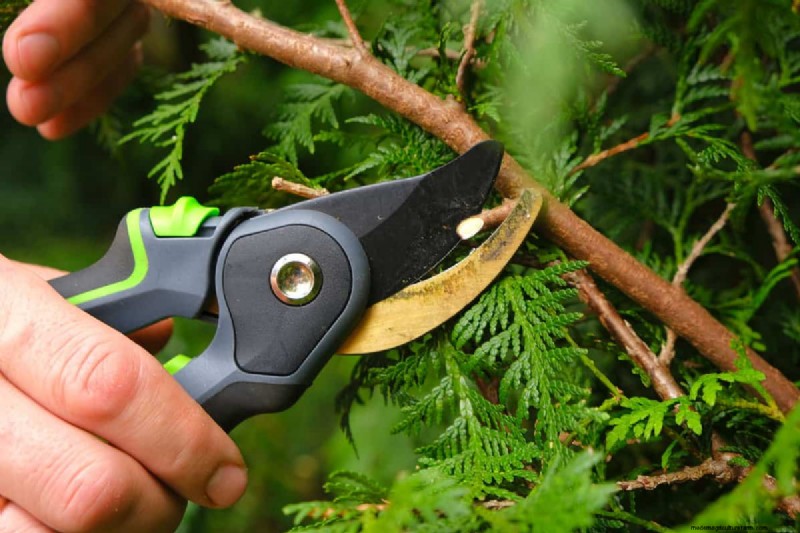 Snoeien van parapluplanten:een stapsgewijze handleiding voor een gezonde groei 