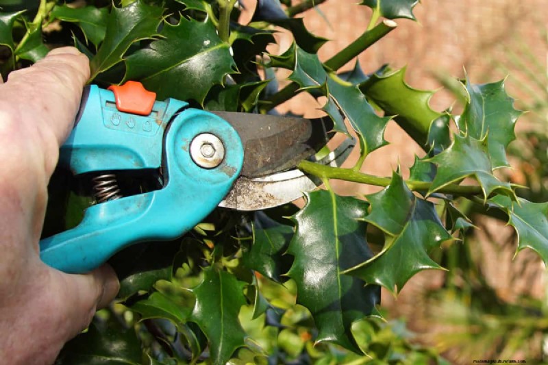Snoeien van parapluplanten:een stapsgewijze handleiding voor een gezonde groei 