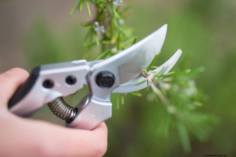 Snoeien van parapluplanten:een stapsgewijze handleiding voor een gezonde groei 