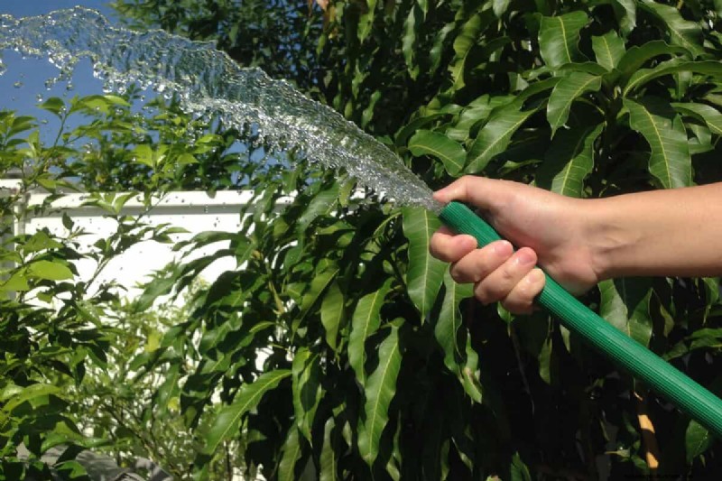 Snoeien van parapluplanten:een stapsgewijze handleiding voor een gezonde groei 