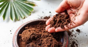 Koffiedik in de tuin:vermijd deze drie veelgemaakte fouten 