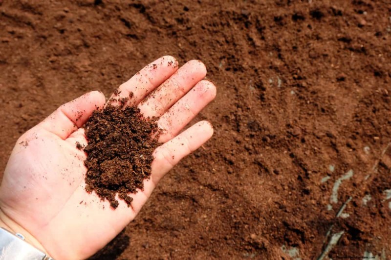 Koffiedik in de tuin:vermijd deze drie veelgemaakte fouten 
