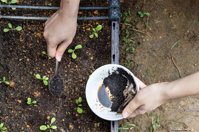 Koffiedik in de tuin:vermijd deze drie veelgemaakte fouten 