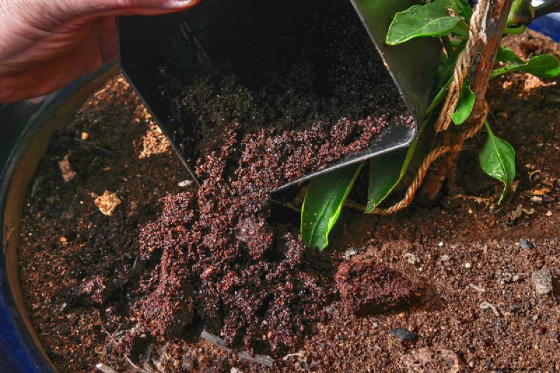 Koffiedik in de tuin:vermijd deze drie veelgemaakte fouten 