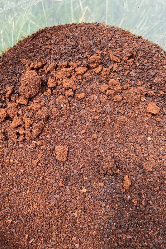 Koffiedik in de tuin:vermijd deze drie veelgemaakte fouten 