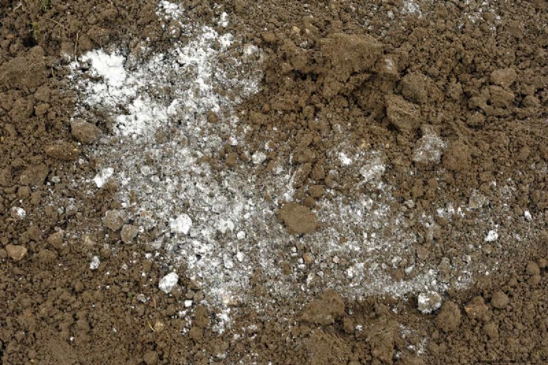Como cultivar grama sob pinheiros:preparação e manutenção do solo 