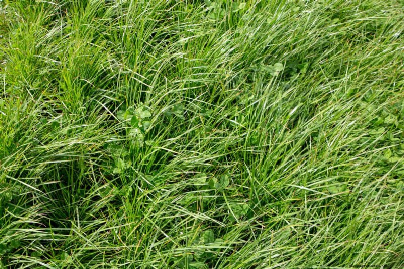 Como cultivar grama sob pinheiros:preparação e manutenção do solo 