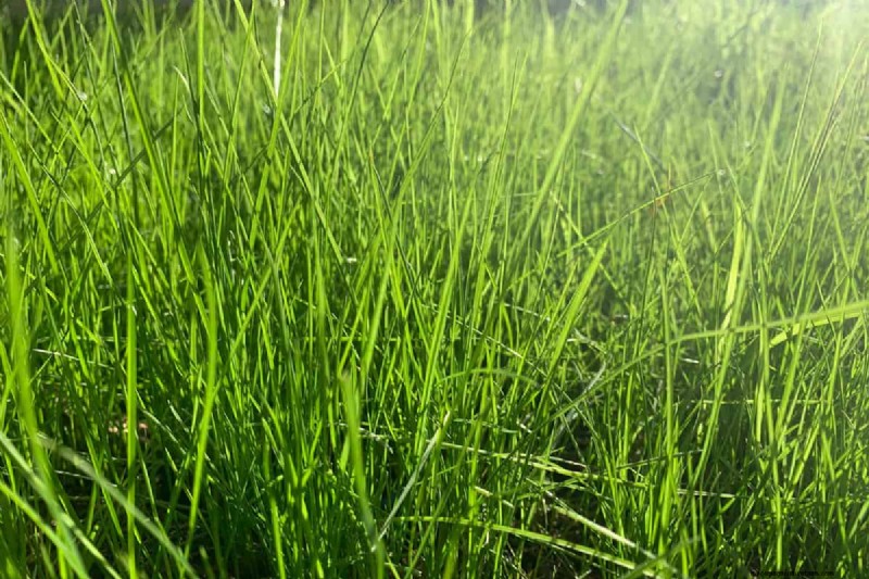 Como cultivar grama sob pinheiros:preparação e manutenção do solo 