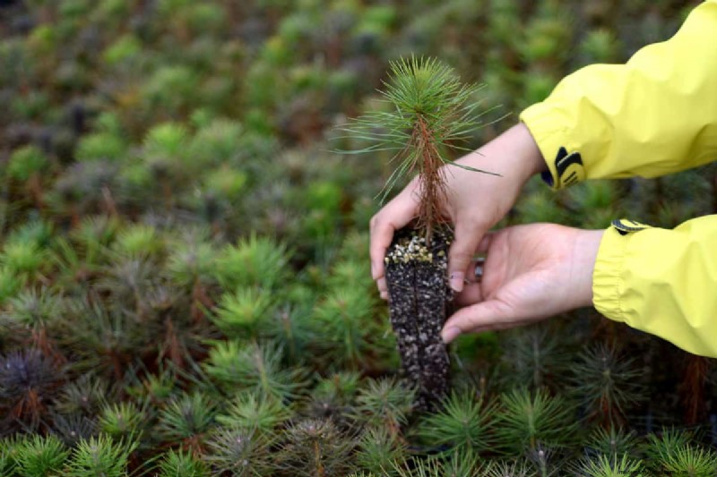 Como cultivar grama sob pinheiros:preparação e manutenção do solo 