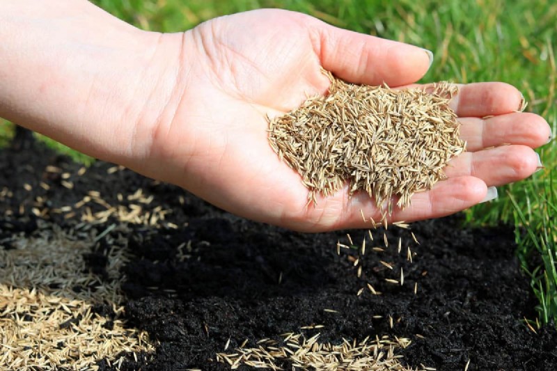Como cultivar grama sob pinheiros:preparação e manutenção do solo 