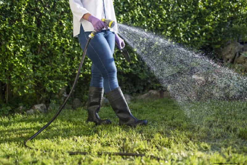 Como cultivar grama sob pinheiros:preparação e manutenção do solo 