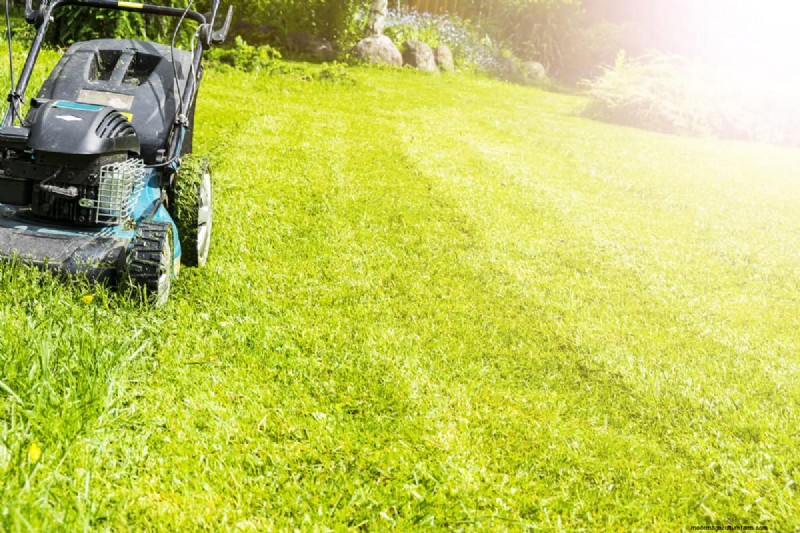 Como cultivar grama sob pinheiros:preparação e manutenção do solo 