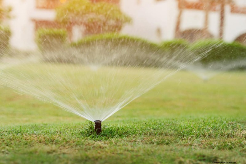 Como cultivar grama sob pinheiros:preparação e manutenção do solo 