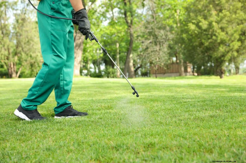 Como cultivar grama sob pinheiros:preparação e manutenção do solo 