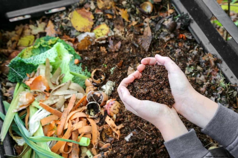 Terreno acido per rododendri:una guida completa per stimolare la crescita 