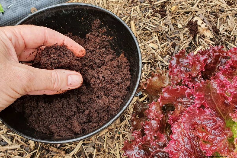 Terreno acido per rododendri:una guida completa per stimolare la crescita 