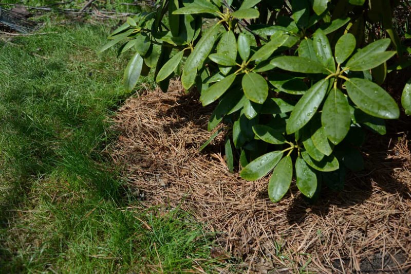 Terreno acido per rododendri:una guida completa per stimolare la crescita 