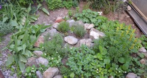 Herb Spiral Gardens:ontwerpen, bouwen en groeien - een uitgebreide gids 