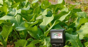 Bodem-pH:de sleutel tot een gezonde en productieve tuin 