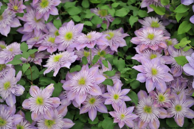 Fiori a forma di stella:11 splendide piante per il tuo giardino 