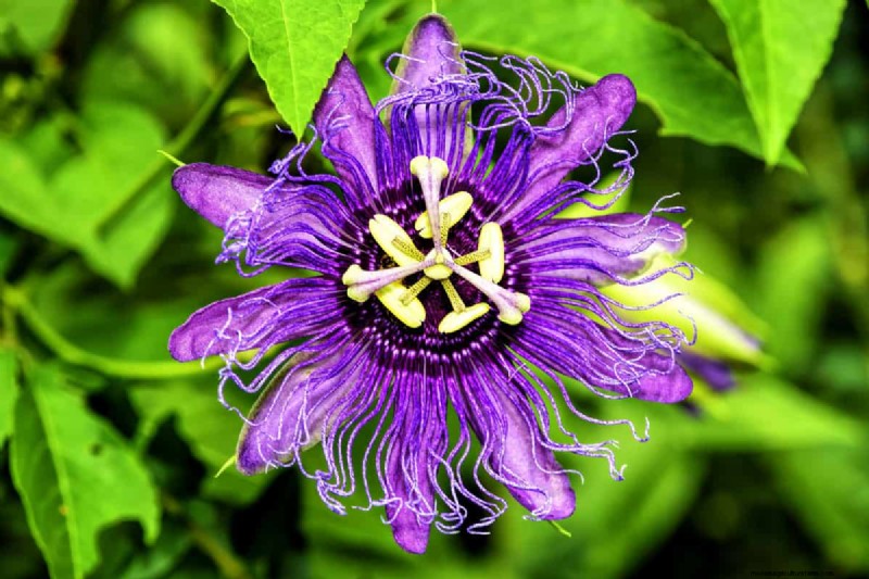 Fiori a forma di stella:11 splendide piante per il tuo giardino 