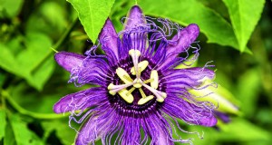 Stervormige bloemen:11 prachtige planten voor uw tuin 