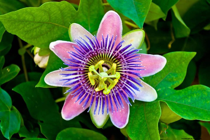 Fiori a forma di stella:11 splendide piante per il tuo giardino 