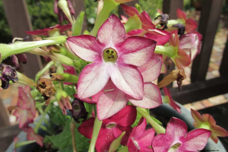 Fiori a forma di stella:11 splendide piante per il tuo giardino 