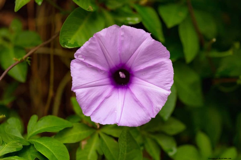 Fiori a forma di stella:11 splendide piante per il tuo giardino 